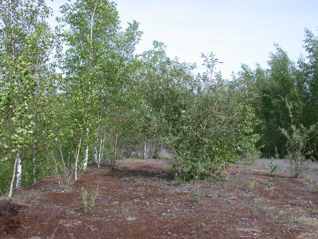 Arriva con il caldo...   QUIZ